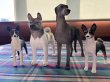 画像10: 英国 ノースライト社製　秋田犬　置物　 (10)