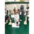 画像5: 英国 ノースライト社製　ボーダーコリー　置物 (5)