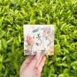 画像4:  ”夢ふうき”ファーストフラッシュ BOP 2025 【ミニボックス入】 (4)