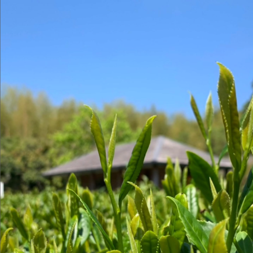 今年も茶摘みが始まりました🌱