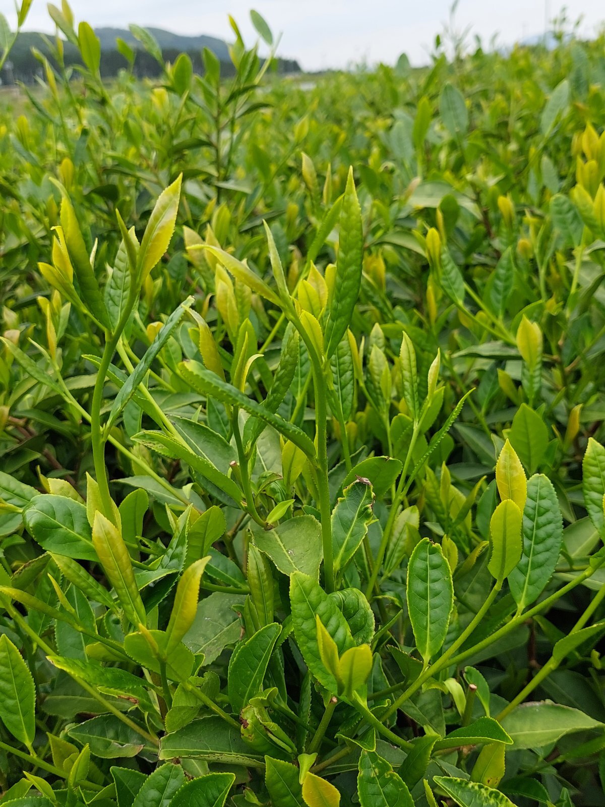 そして、春。